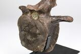 Hadrosaur (Edmontosaurus) Vertebra With Pathology - Montana #206197-10